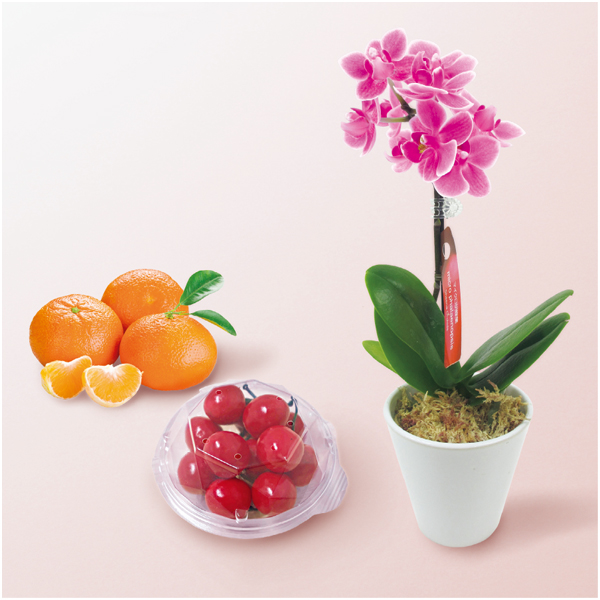 【母の日早得】 マイクロ胡蝶蘭と愛媛県産カラマンダリンと山形県産さくらんぼセット【483869】 商品画像(1)