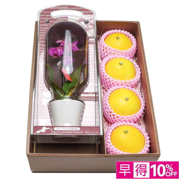 【母の日早得】高知県産 マイクロ胡蝶蘭と高知県産小夏セット【483896】 商品サムネイル