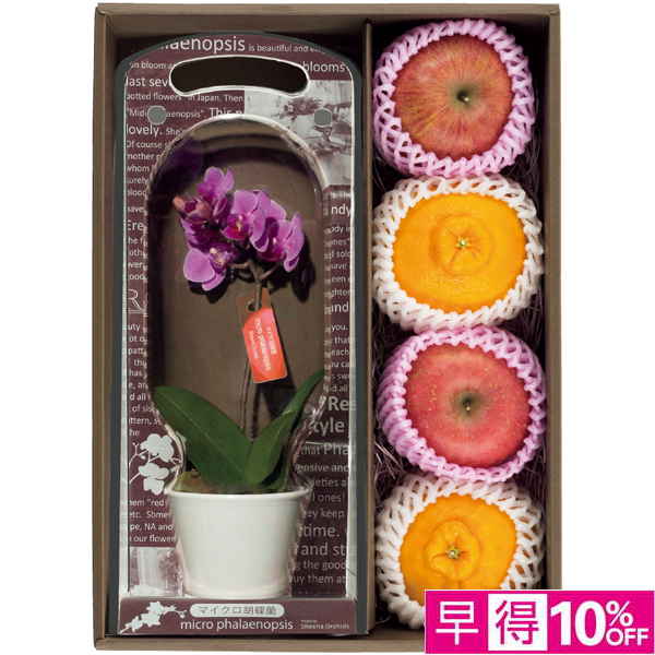 【母の日早得】 マイクロ胡蝶蘭と熊本県産デコポンセットと青森県産ふじセット【483887】 商品サムネイル