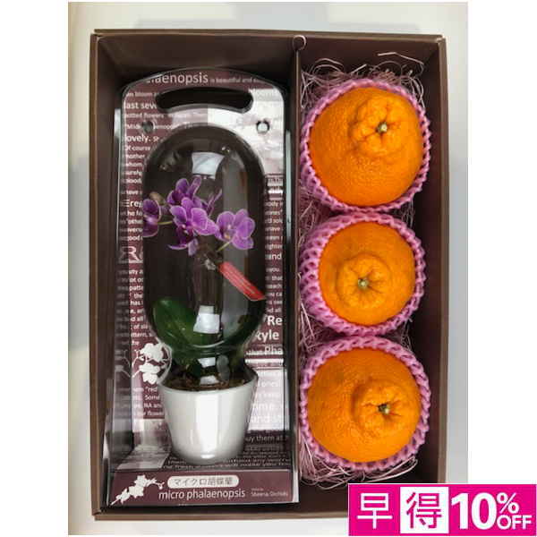 【母の日早得】 マイクロ胡蝶蘭と熊本県産デコポンセット【483878】 商品サムネイル