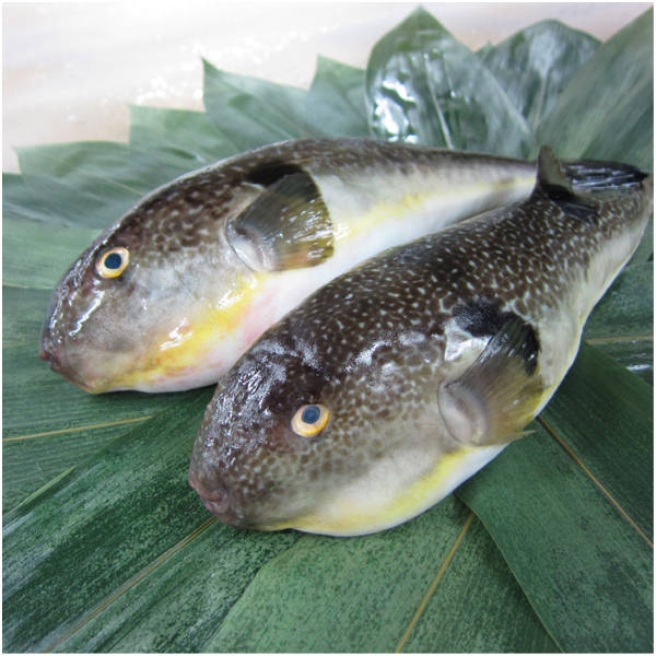 【母の日早得】ふく太郎本部 山口県萩産活〆まふぐ炙りカーネーション盛り【484363】 商品画像(2)