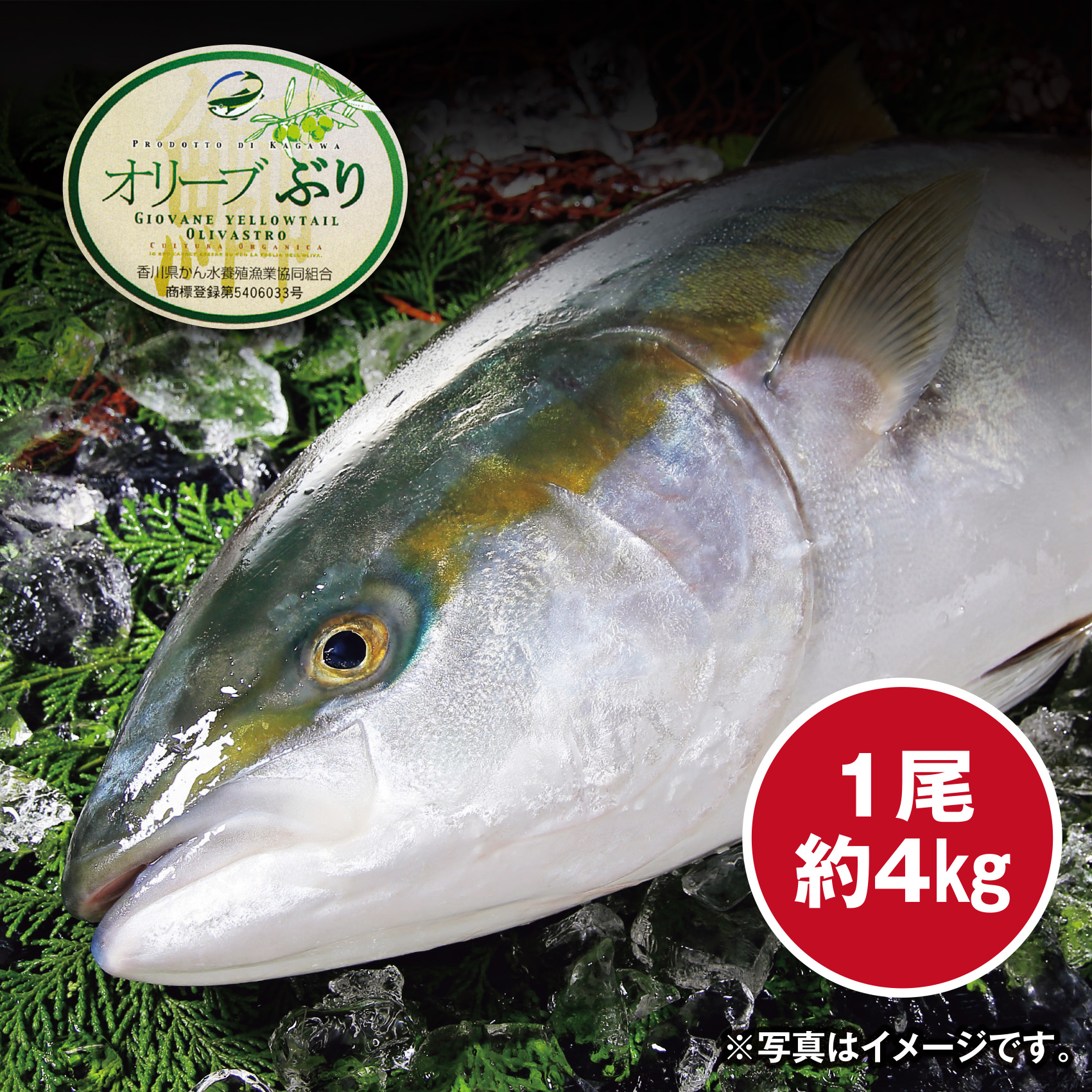 【調理なし】[香川県産]オリーブぶり 活〆ぶり (養殖) 約4kg 1尾【香川店舗】【541】 商品サムネイル