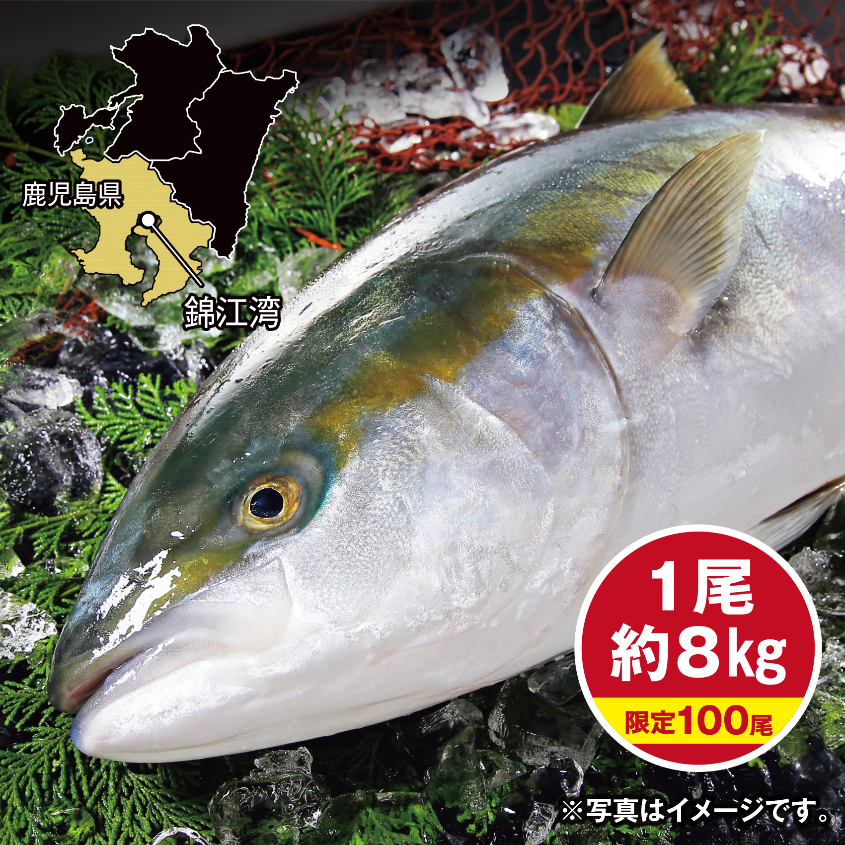 【調理なし】[鹿児島県産]久保水産  活〆ぶり(養殖) 約8kg 1尾【岡山店舗】【331】 商品サムネイル