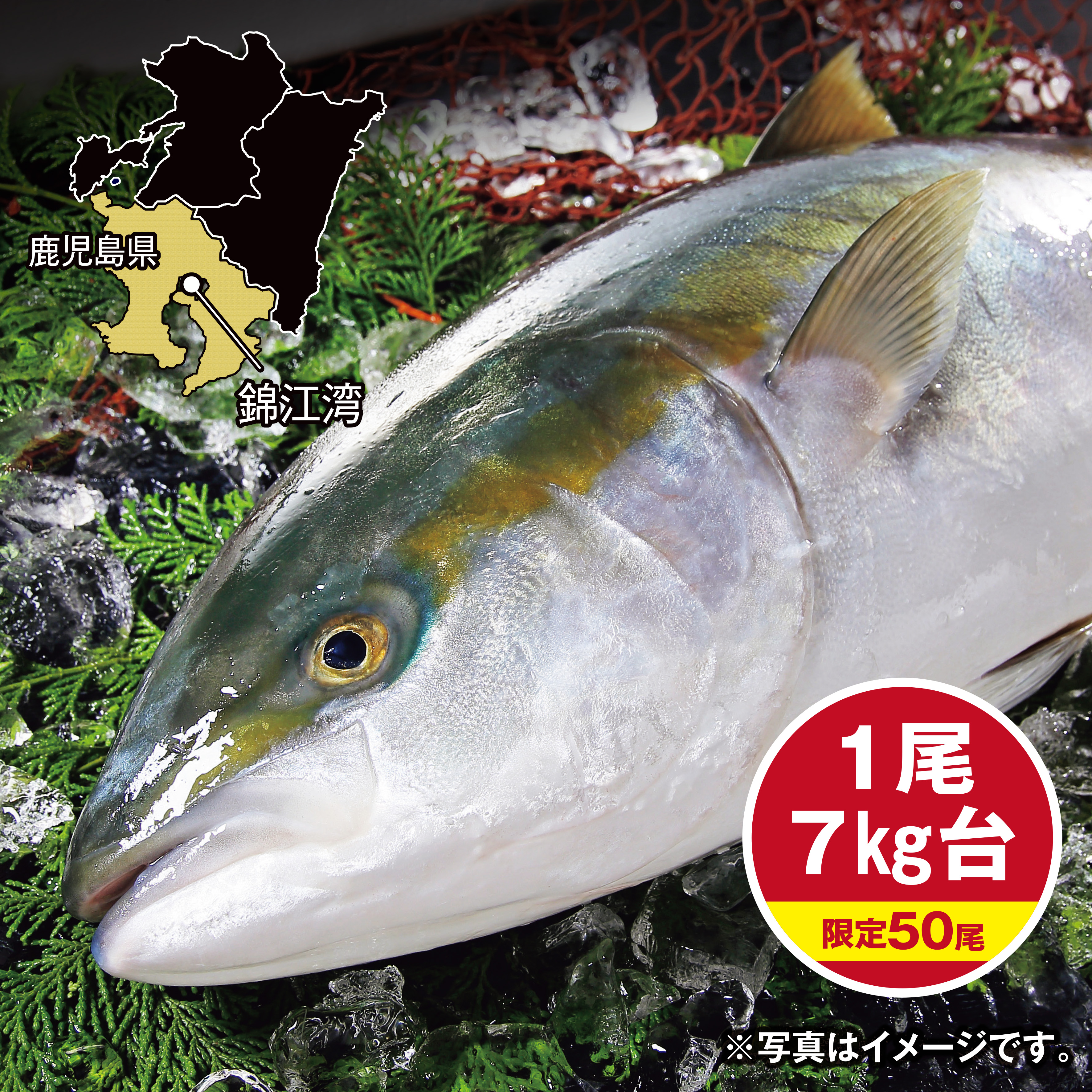 【調理なし】[鹿児島県産]　久保水産　活〆ぶり（養殖）　約7kg　1尾【岡山店舗】【331】 商品サムネイル