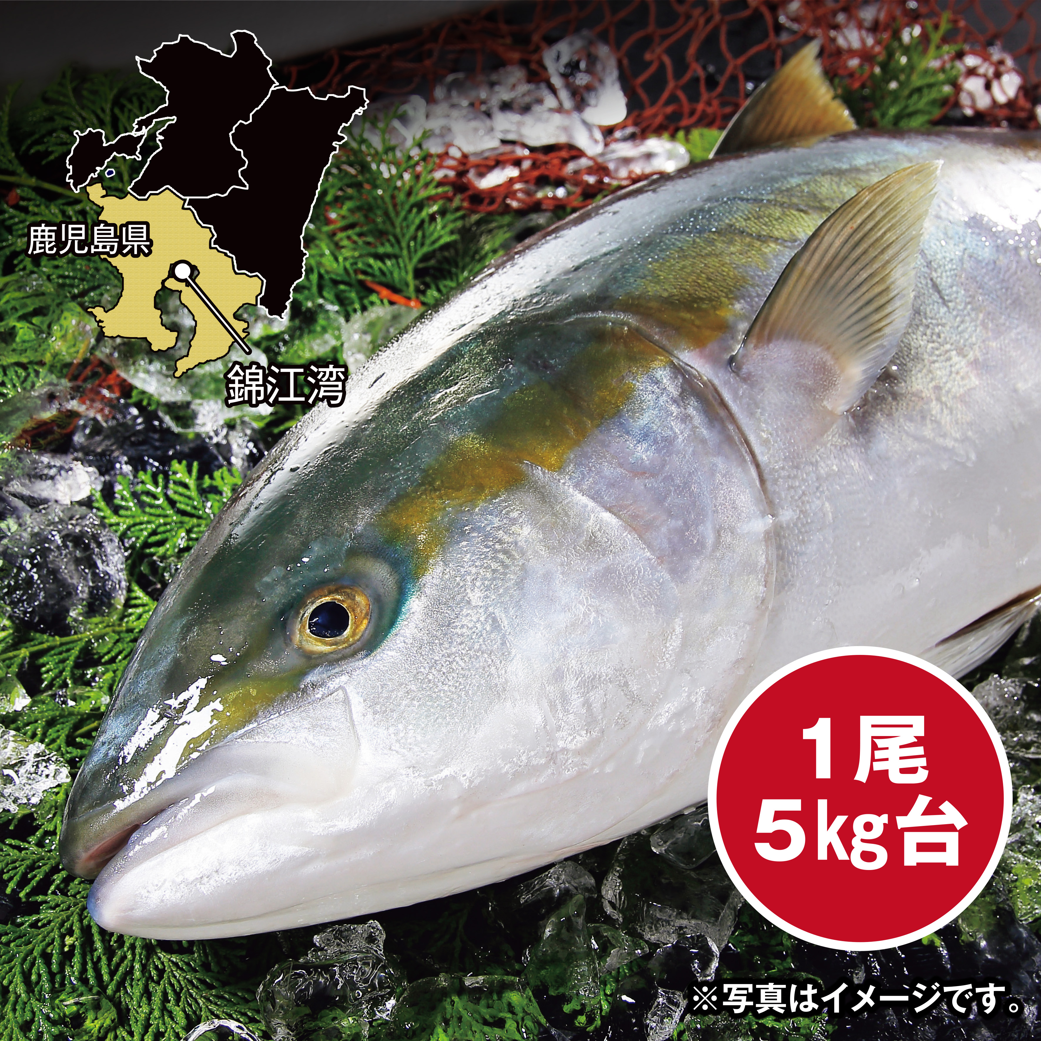 【調理なし】[鹿児島県産]　久保水産　活〆ぶり（養殖）約5kg　1尾　【岡山店舗】【321】 商品サムネイル