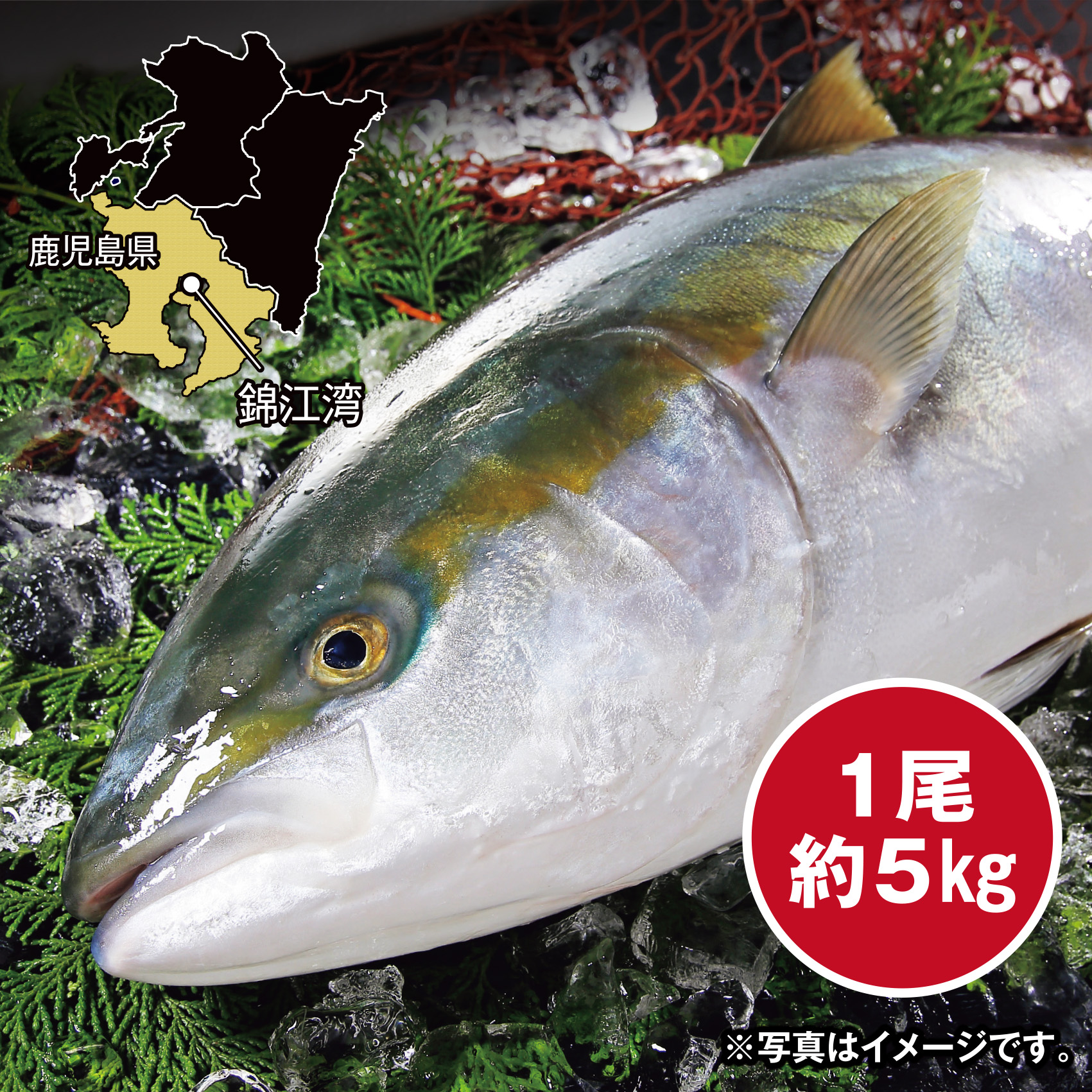 【頭つきで内蔵取り】[鹿児島県産]久保水産  活〆ぶり(養殖) 約5kg 1尾【岡山店舗】【322】 商品サムネイル