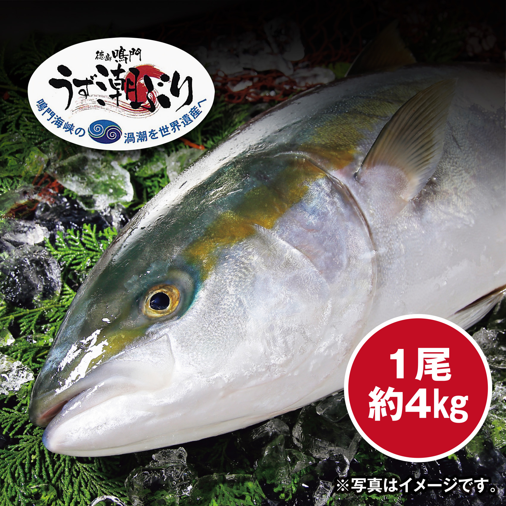 【頭つきで内蔵取り】[徳島県産]うず潮ぶり(養殖) 約4kg 1尾【徳島店舗】【562】 商品サムネイル
